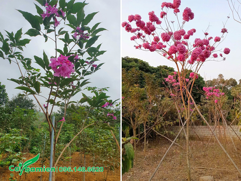 Vườn nuôi trồng cây phong linh tím cao 3m