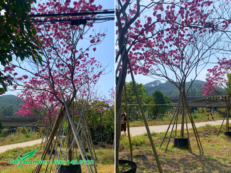 Phong Linh Tím công trình đã dâm ủ, chiều cao 5 - 6m