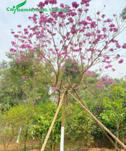 Phong linh hoa tím trồng công trình chiều cao hơn 4m