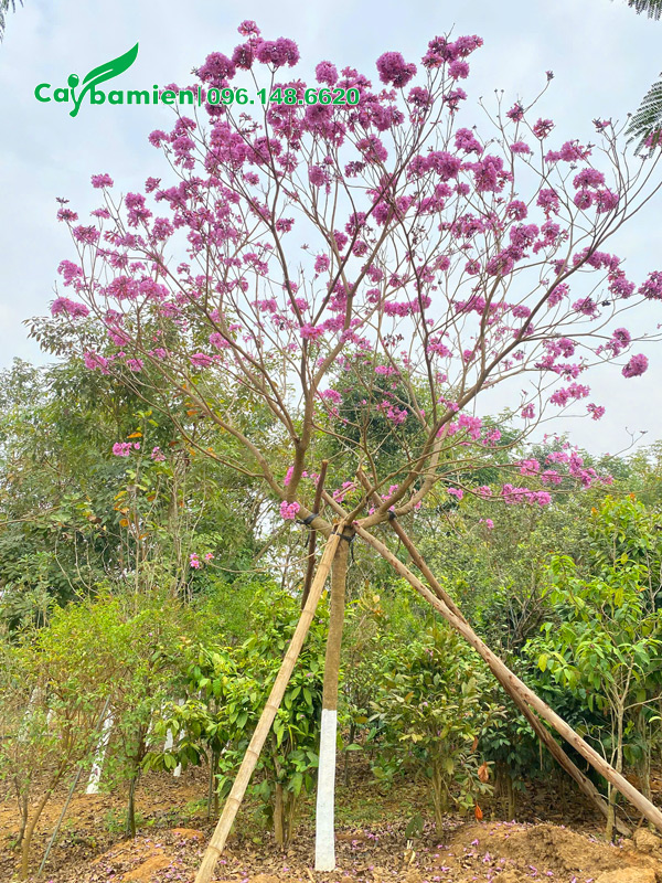 Phong linh hoa tím trồng công trình chiều cao hơn 4m