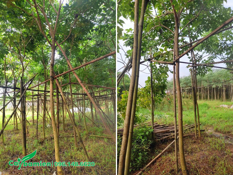 Cây phong linh tím trồng từ bé tại vườn, chiều cao 5m