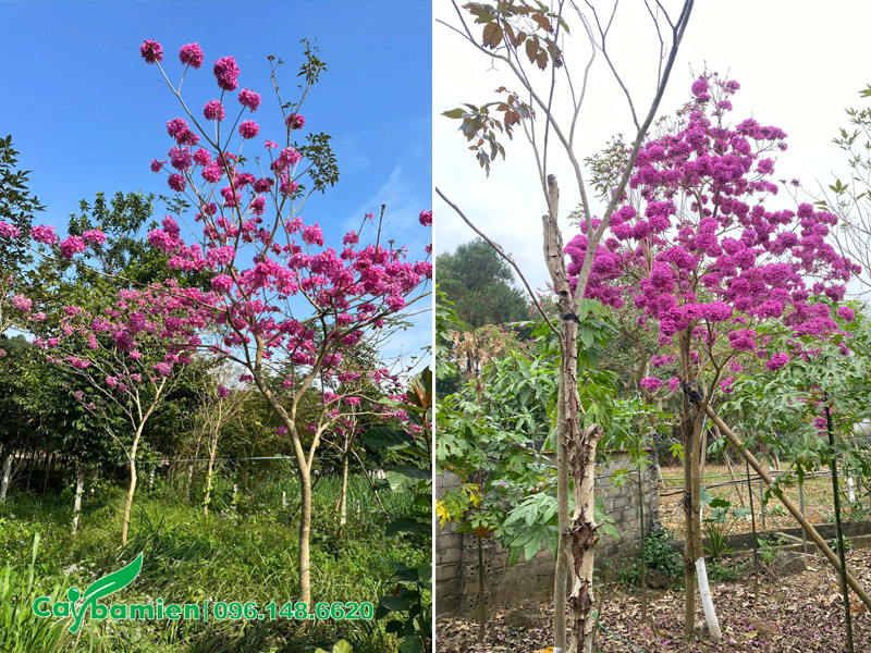 Nhân viên chụp ảnh thực tế tại vườn cho khách hàng chọn