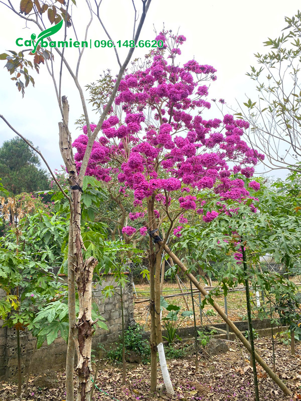 Cây phong lin tím siêu hoa