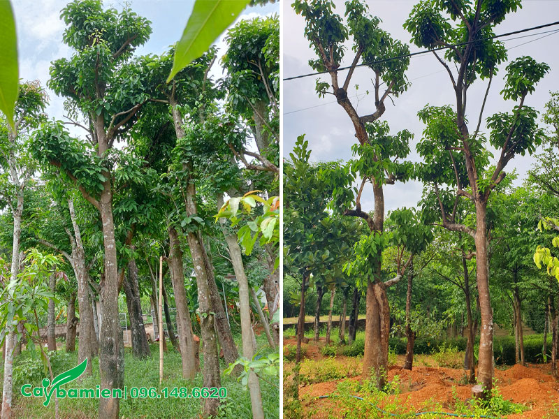 Sang công trình đã dâm ủ kỹ, chiều cao 6 - 7m