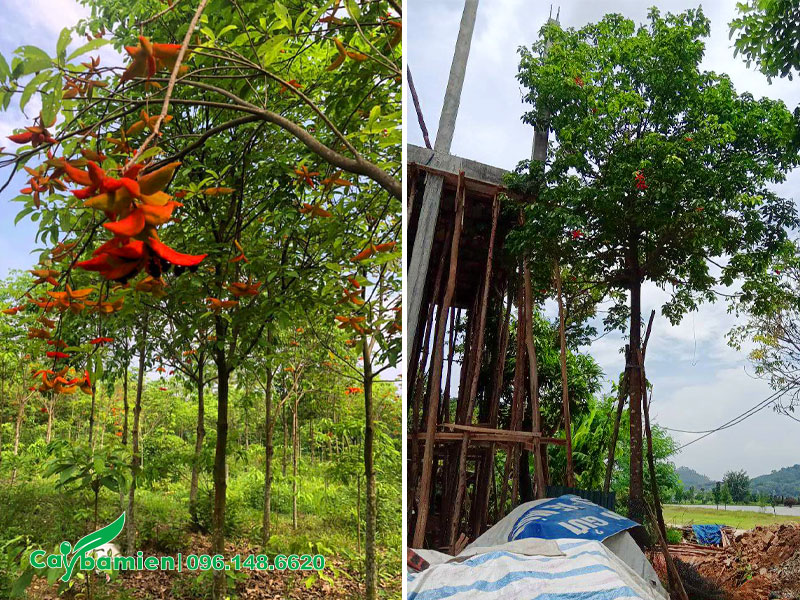 Trồng cây sang trong sân vườn nhà