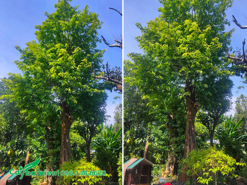 Những cây Thị cổ thụ cao vút, đường kính 30 - 40cm