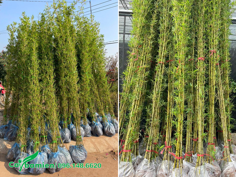 Hàng trăm cây trúc quân tử cao 2m5 tại Hà Nội