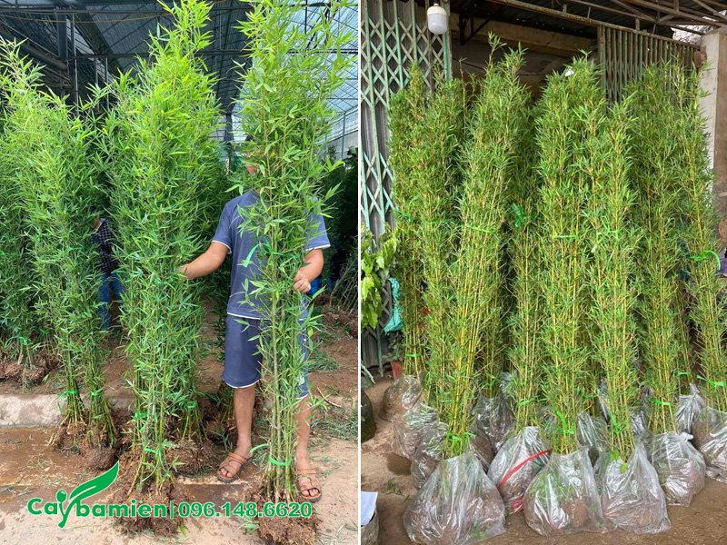 Đóng gói cẩn thận cây Trúc Quân Tử chiều cao 2m