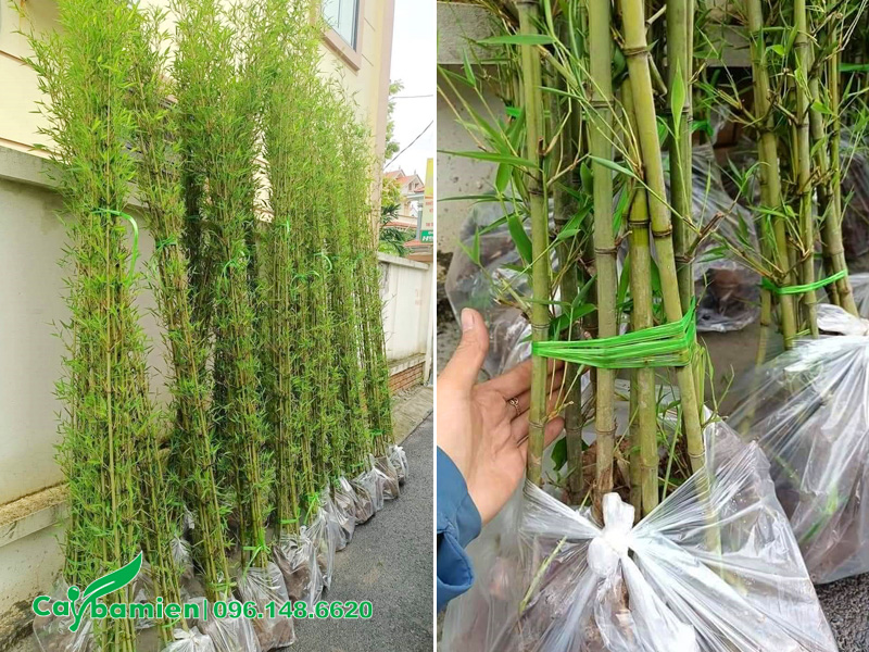 Khách hàng kiểm tra kỹ cây Trúc Quân Tử khi nhận hàng