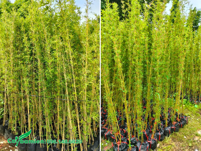 Trúc Quân Tử đã dưỡng bầu, chiều cao hơn 2m