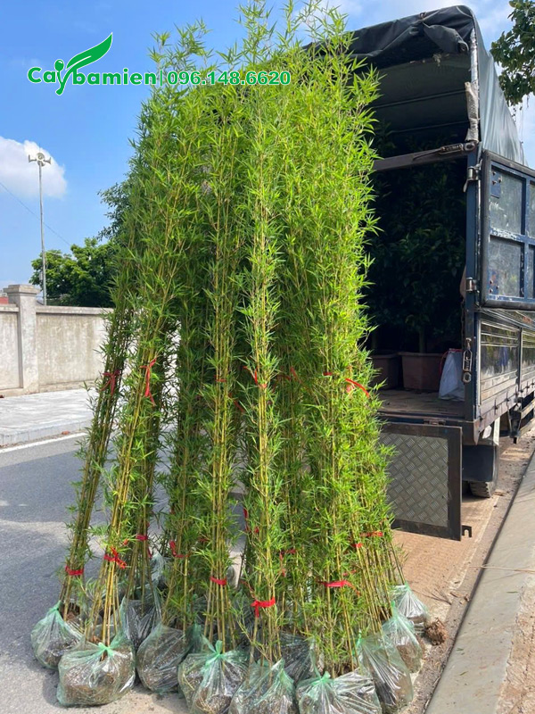 CÂY TRÚC QUÂN TỬ - Ảnh 2