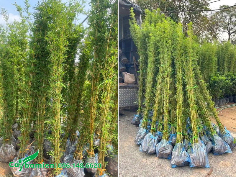 Cây Trúc Quân Tử chiều cao 2 - 2m5 đã dâm ủ kỹ, có sẵn số lượng lớn
