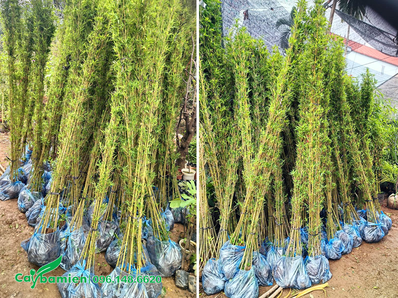 Hàng trăm cây Trúc Quân Tử cao 2m5 tại vườn Cây Ba Miền