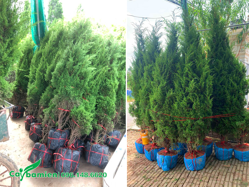 Cây Tùng Tháp công trình cao 1.5m