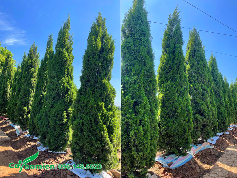 Hàng cây Tùng Tháp dâm ủ kỹ, chiều cao hơn 3m