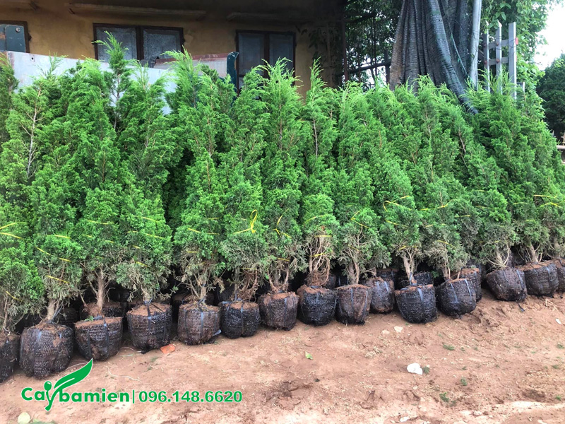 Hàng chục cây Tùng Tháp nhỏ chiều cao 1m