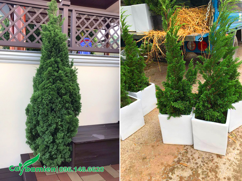 Tùng Tháp trồng chậu để trang trí ban công, hiên nhà