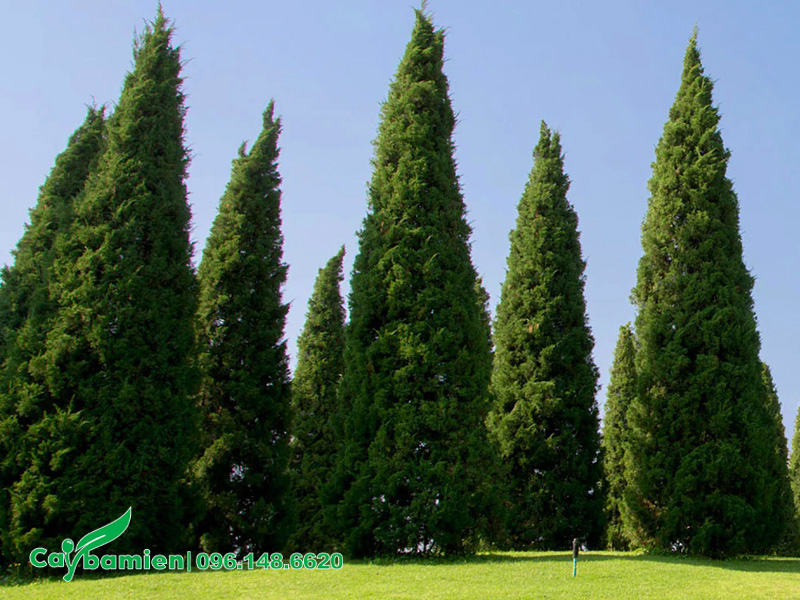 Những cây Tùng Tháp cao 6m trồng trong công viên