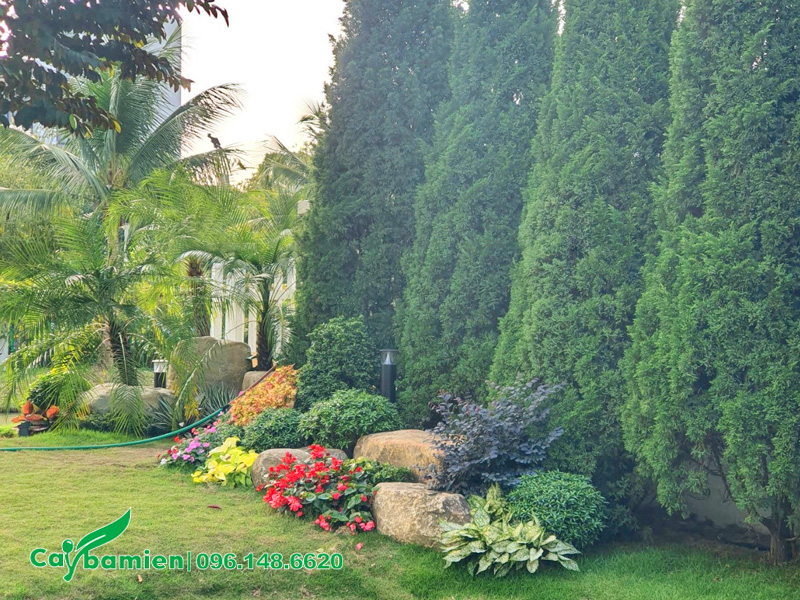 Trồng Tùng Tháp trong sân vườn biệt thự