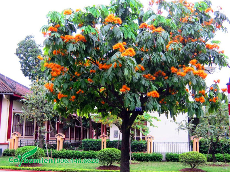 Cây vàng anh mùa hoa nở