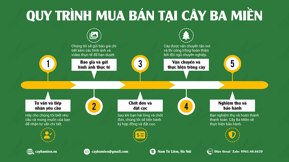 Hình ảnh mô tả quy trình cung cấp và thi công trồng cây phong linh hoa vàng