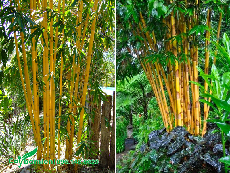 Những bụi cây Hoàng Trúc Bali đẹp, tươi tốt