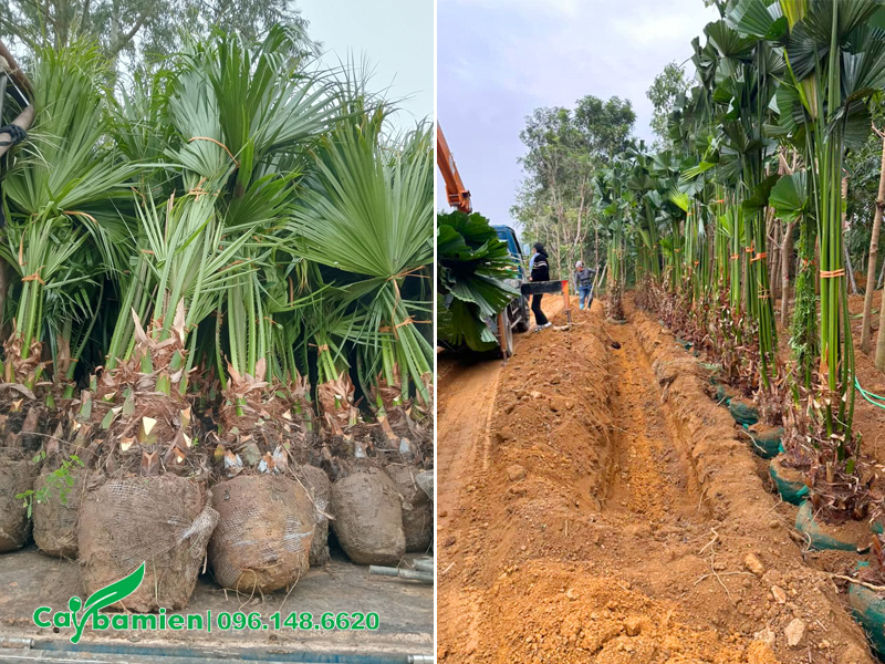 Bứng cây cọ ta từ vườn về dâm ủ, thuần dưỡng để cây thích nghi tốt, tỷ lệ sống đạt 100% khi đem trồng