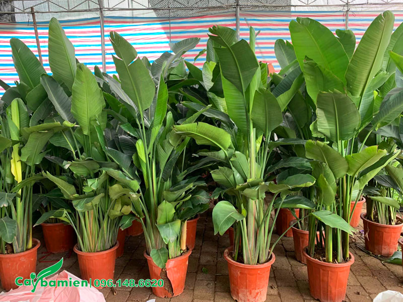Lên chậu cây Chuối Thiên Điểu cao hơn 1m