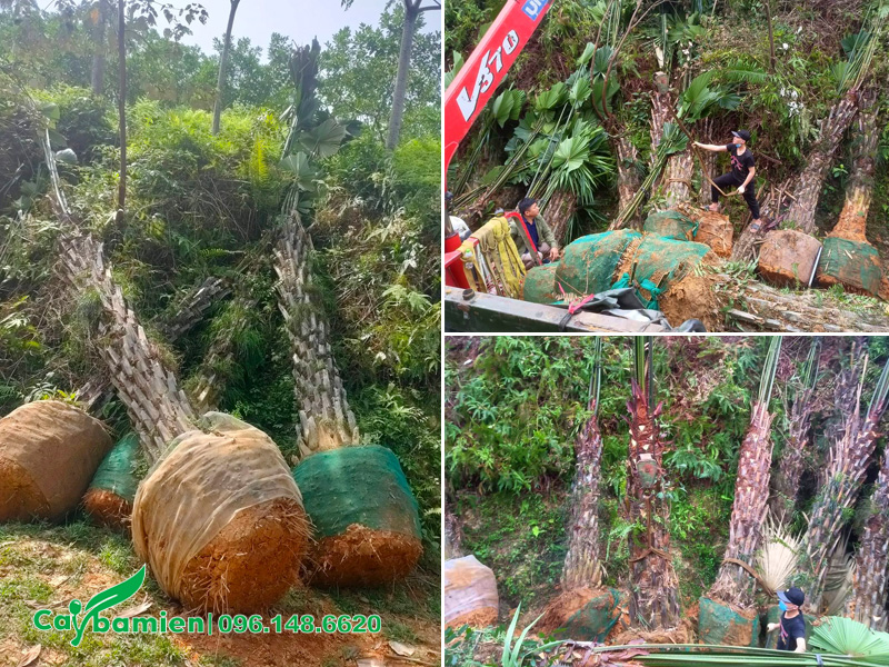 Đánh bầu hàng chục cây cọ ta lóng thân cao 4m, cẩu xếp lên xe và giao cho khách ngay trong ngày