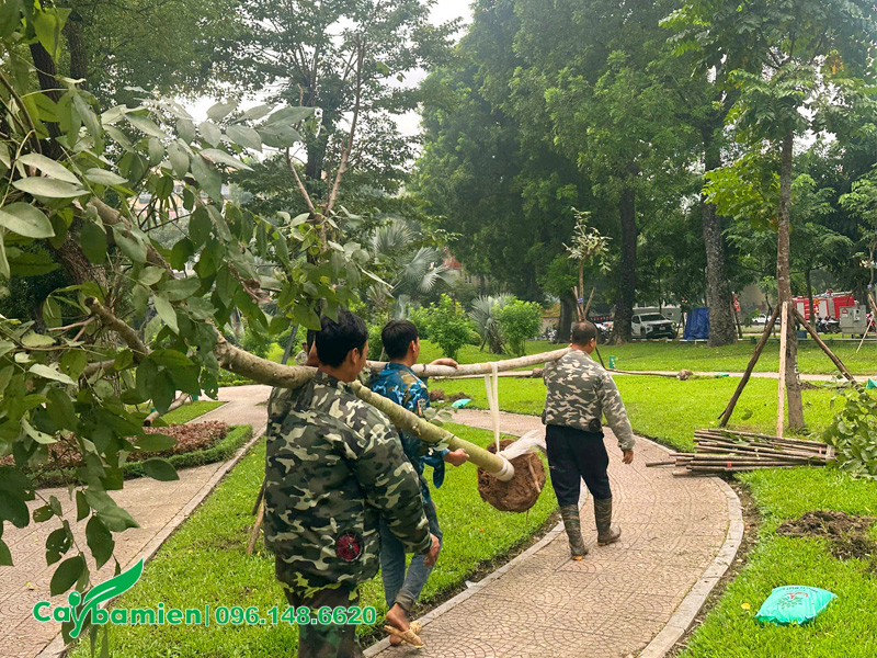 Vận chuyển cây vào hố trồng, tiến hành thi công và chống cọc