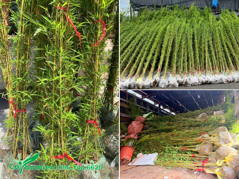 Cung cấp số lượng lớn cây trúc quân tử, giao hàng tận nơi