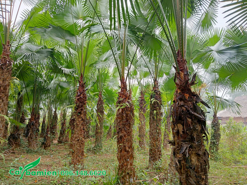 Vườn cọ ta thoát thân 2m, đường kính gốc 30cm