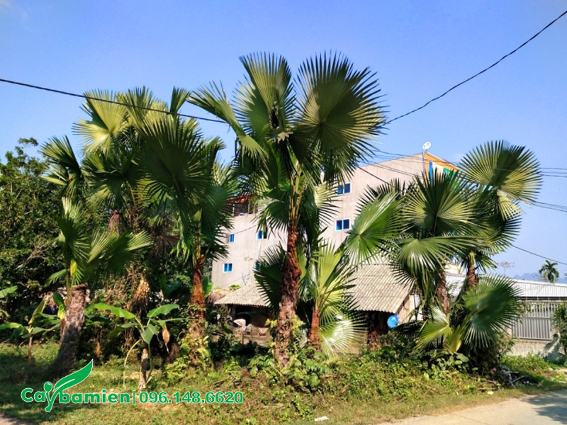 Trồng cọ ta ở khu dân cư