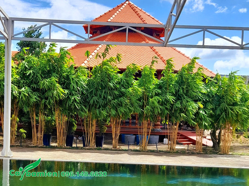 Hoàng Trúc Bali trồng trang trí hồ bơi