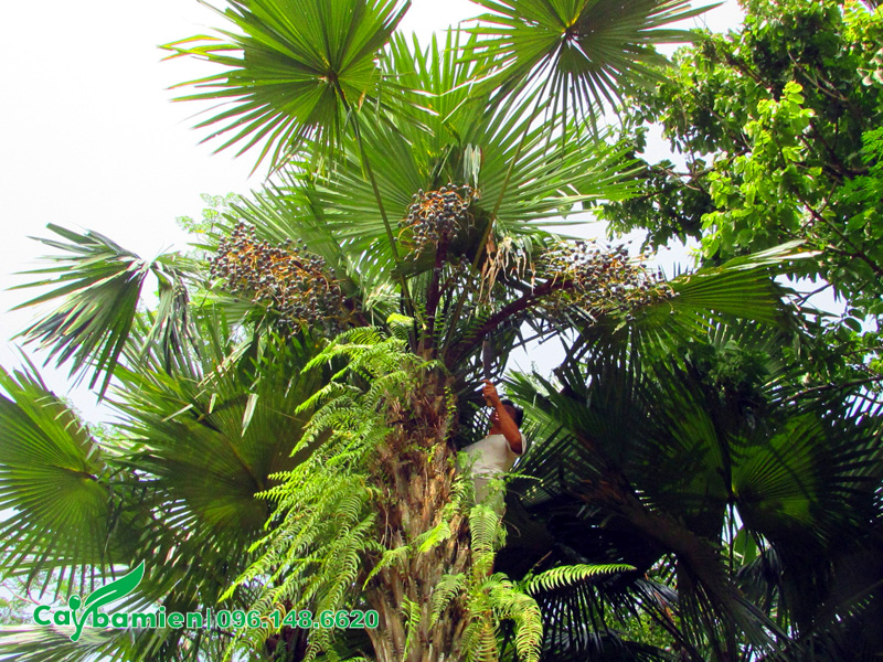 Hình dáng tán lá của cây cọ ta lâu năm