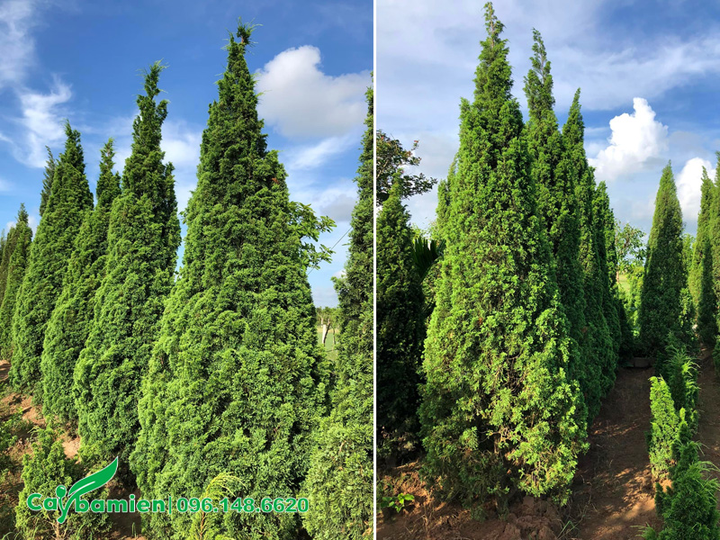 Vườn Tùng Tháp cao 3m, tán tháp đẹp, sang trọng