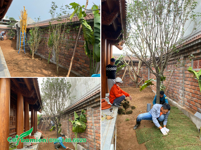 Thi công trồng cây hoa mộc hương cho nhà thờ họ tại Bắc Ninh