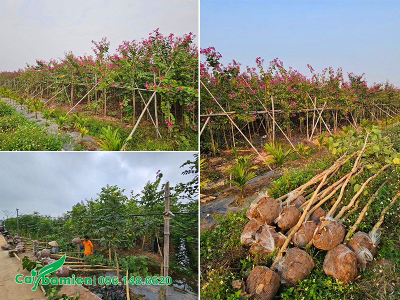 Ban tím sẵn hoa chiều cao 2m5, đường kính gốc 3 - 5cm