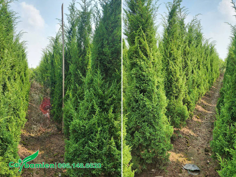 Hàng cây Tùng Tháo cao 2m, xanh tốt quanh năm