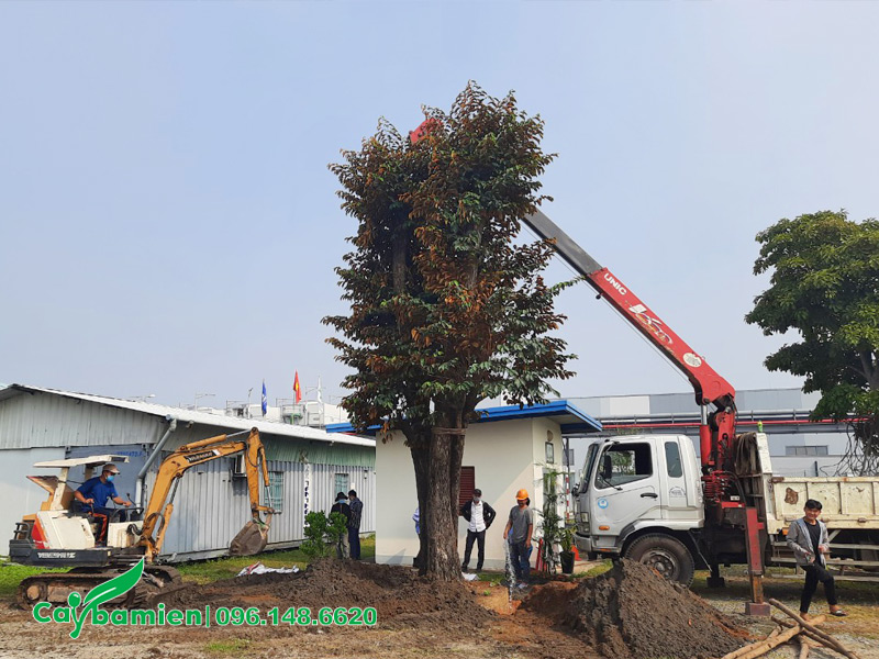 Dịch vụ di dời cây xanh và trồng lại, có bảo hành