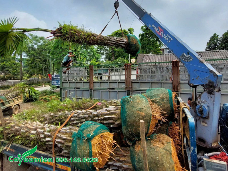 Tập kết số lượng lớn cây cọ ta công trình, thoát thân 3m