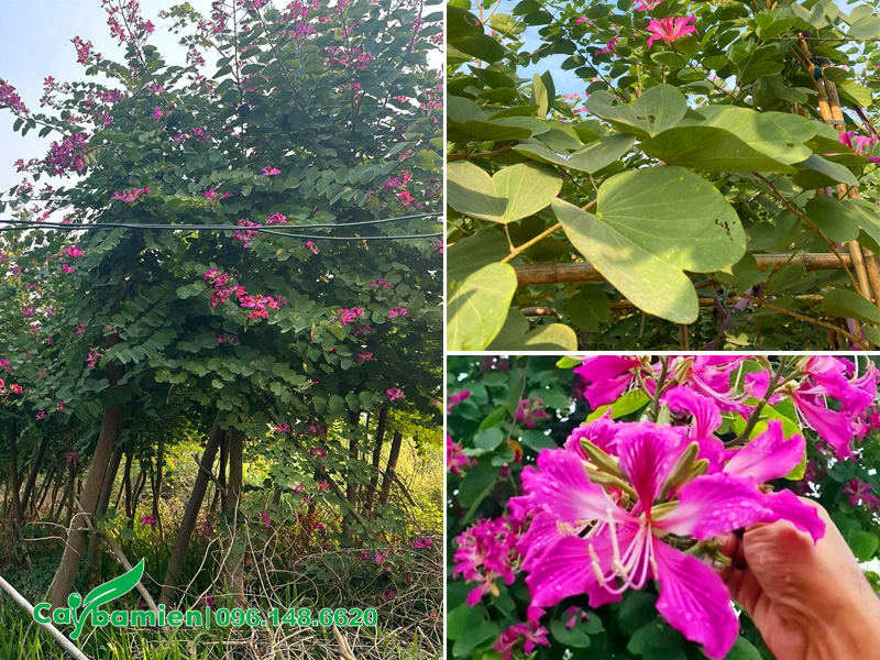 Đặc điểm hình thái cây hoa ban tím công trình