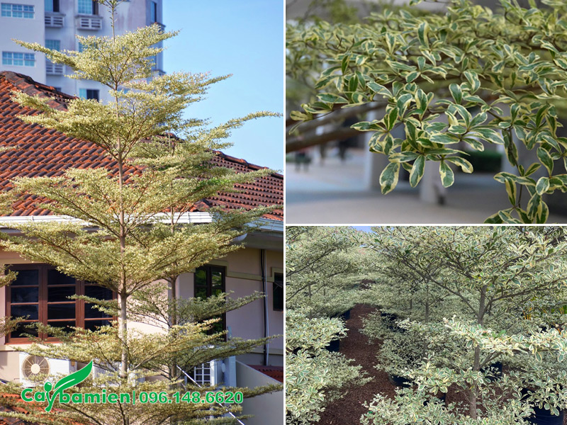 Hình dáng tổng thể của cây