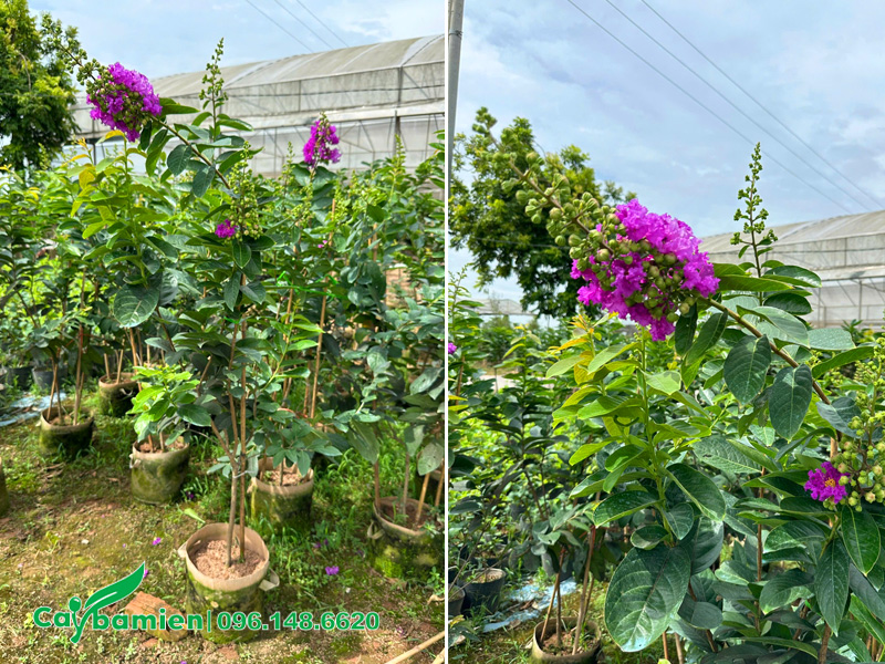 Cây giống bằng lăng thái nguyên bầu chiều cao hơn 1m