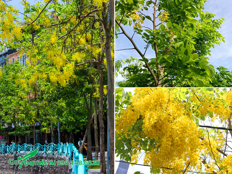 Hình ảnh cây muồng hoàng yến trồng công trình