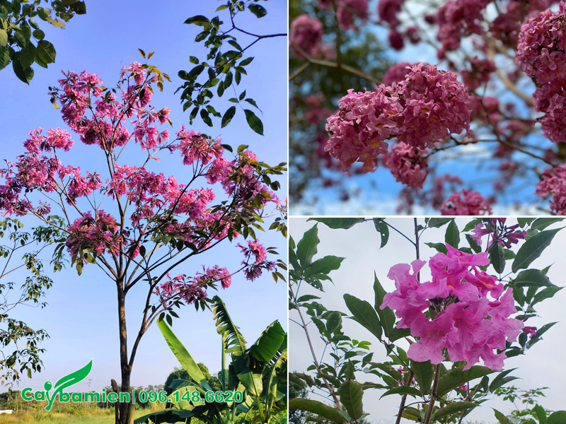 Đặc điểm cây hoa phong linh tím công trình