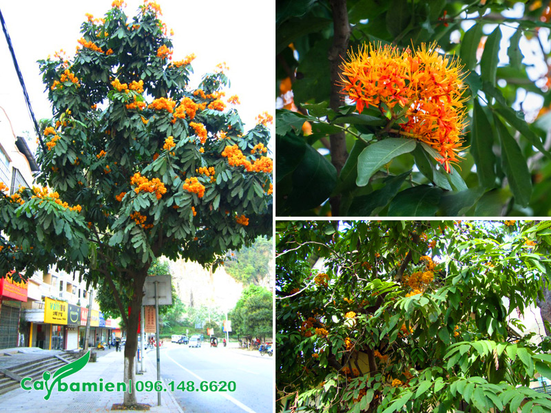 Cây Vàng Anh thân gỗ có hoa màu vàng cam đẹp