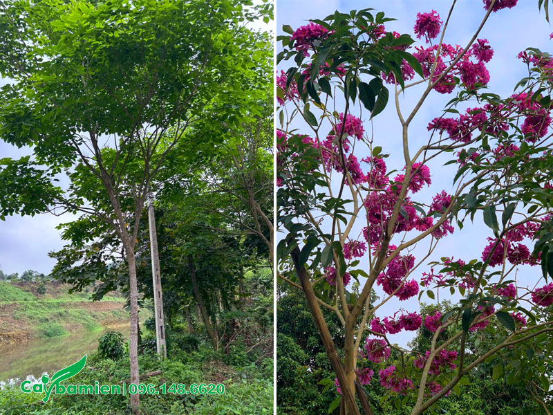 Đặc điểm thân cành của cây phong linh tím công trình