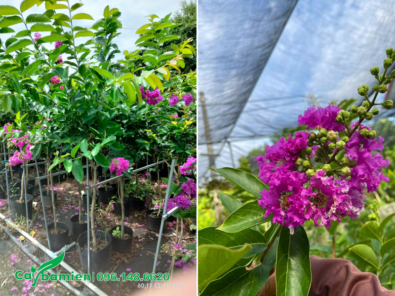 Cây hoa bằng lăng tím Thái Lan, chiều cao hơn 1m