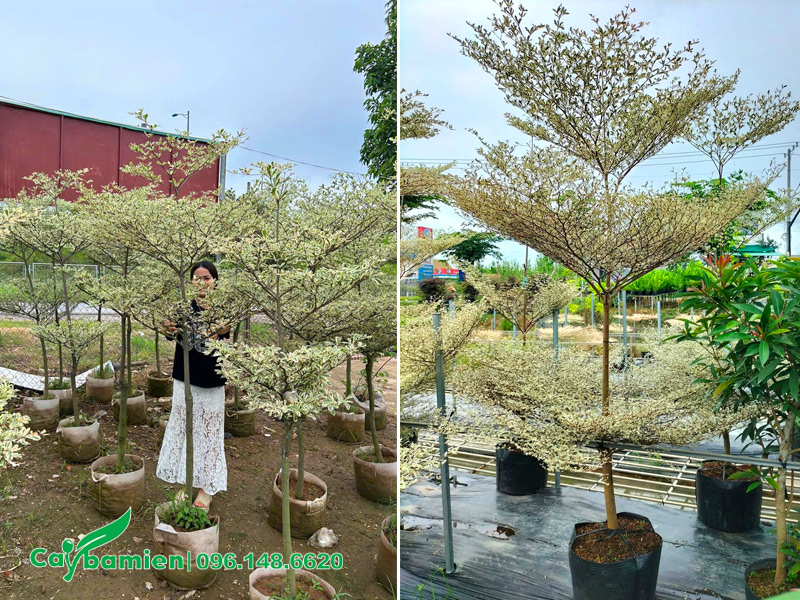 Hàng thuần bầu, chiều cao 2m, 3 tầng tán